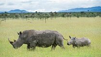 7 Days of Elephants, Rhinos & Big Five: The Best of Kenya Safari
