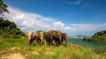 Phuket City Tour & Elephant Sanctuary: Sights, Tastes, Culture
