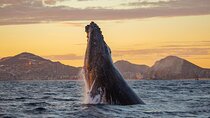 Los Cabos Whale Watching and Sunset Tour 