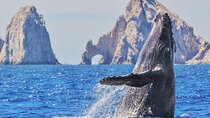 Los Cabos All Included Whale Watching Experience