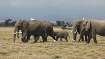 Amboseli National Park Day Trip With Masai Village Visit Tour