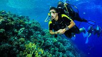 Marsa Mubarak Intro Dive & Snorkeling with Transfer : Marsa Alam
