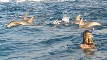 Swim with Dolphins Experience Sea Trip with Lunch : Marsa Alam