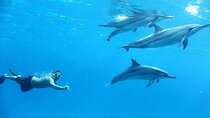 Swim with Dolphins Sea Trip Adventure with Lunch : Marsa Alam