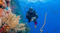 Explore Hurghada Two Thrilling Boat Dives for Certified Divers