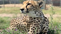Full-Day Big 5 with Lunch & Breakfast at Aquila Safari Game Drive