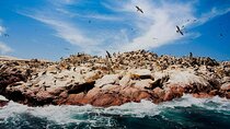 Full-Day Boat Tour of the Paracas Islands