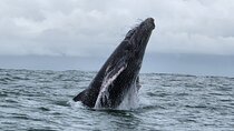Whale Watching Experience Marino Ballena National Park