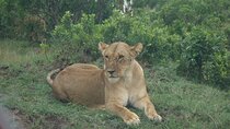 5 Days Budget Safari To Masai Mara, Lake Nakuru and Lake Naivasha