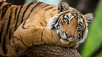  6 Days Golden Tringle Delhi Agra Jaipur Tour With Tiger Safari
