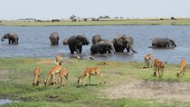 Full Day Safari Experience Chobe National Park in Botswana