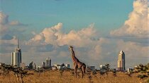 Giraffe Center and Nairobi National Park Tour