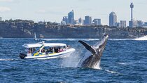 Whale Watching Adventure Cruise