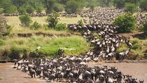 8 Day Spectacular Migration Serengeti mid -Range Tanzania Safari