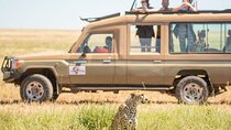 5 Days Best of Tanzania Luxury Safari Northern Circuit 
