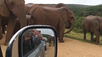 Great Safaris in Addo Elephant National Park Tour