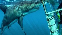 Full- day Great Shark Cage Diving Adventure Tour from Cape Town