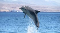 Swim with Dolphin Boat Trip with Snorkeling and Transfer Hurghada