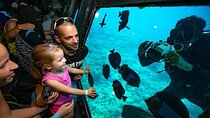  2 Hours Semi-Submarine Tour With Snorkeling & transfer-Hurghada