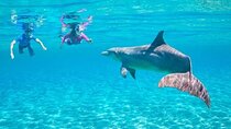 Dolphin House Snorkeling Sea Trip With Transportation :Marsa Alam