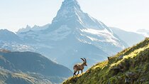Private Tour to Zermatt from Zurich. 