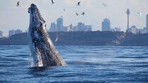 Sydney Whale Watching - 2.5hr Discovery Cruise