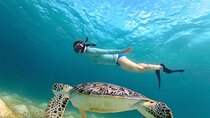 Swim with Turtles in Akumal, Cenote and Visit the Archaeological Zone