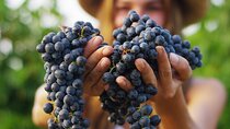 Brunello Harvest Experience in Tuscany