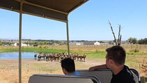 Table Mountain, stellenbosch wine experiences and lions, Park