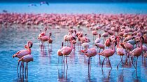 Private Day Tour to Lake Nakuru National Park