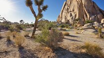 Joshua Tree NP Tour from San Diego (Private)