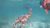 Akumal : Guided Snorkeling with Green Turtles and Corals