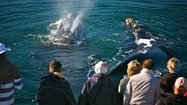 Hermanus Private Full-Day Tour: Whale Watching Adventure