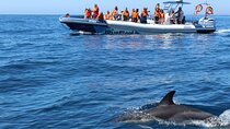 Dolphin Watching from Lagos with Marine Biologists