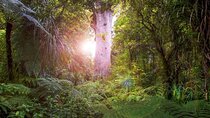 Small-Group Mystical Waipoua Forest Kauri Tour from Auckland