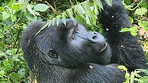 3-Day Gorilla Trekking in Bwindi Impenetrable National Park