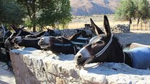 Donkey safari and Village Culture Night from Pafos and Limassol
