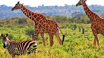 3-Days 2-Nights Private Tour to Meru National Park