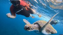 Tenerife Snorkeling Tour in turtle habitat 