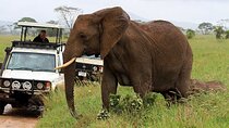 5 Days Wildlife Adventure - Mombasa