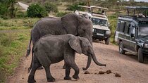 3 Days Private Tsavo East and West with Mzima Springs Safari