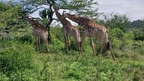 Half Day Tala Game Reserve and Phezulu Safari Park from Durban