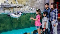 Dubai Aquarium + Penguin Cove Tickets with Transfers
