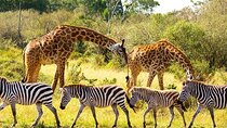 Chobe Day Trip from Livingstone with Transfer