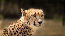 3 Days Hluhluwe-iMfolozi and iSimangaliso Package from Durban