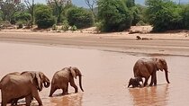 Samburu Sopa Lodge Private Tour
