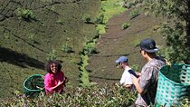 Purple Tea Farm Tour from Nairobi with Tea Tasting and Lunch