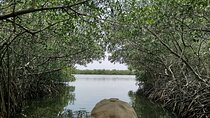Navigate the Mangroves of Cartagena in a Canoe