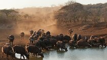 2-Day Kruger Overland Big 5 Safari Tour from Johannesburg