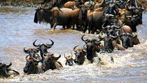 8Day Tanzania Great Migration Budget Safari – Mara River Crossing